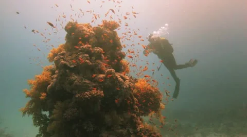 Clouds of anthias at the reef and diver in the background 库存影片 22639387