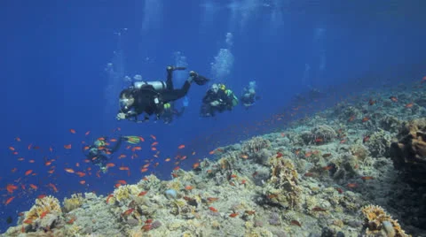 Clouds of anthias at the reef and divers in the bckground Stock Footage 22708225
