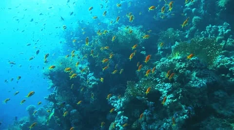 Clouds of anthias at the reef Stock Footage 22638467