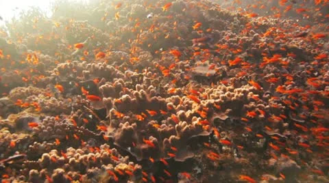Clouds of anthias at the reef Stock Footage 22638489