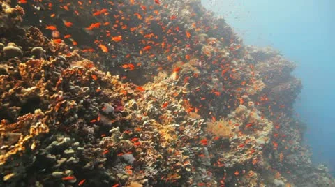 Clouds of anthias at the reef Stock Footage 22638501