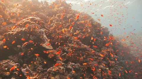 Clouds of anthias at the reef Stock Footage 22638542