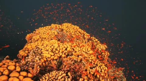 Clouds of anthias at the reef Stock Footage 22638548