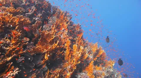Clouds of anthias at the reef Stock Footage 22638562