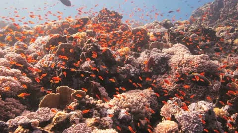 Clouds of anthias at the reef Stock Footage 22638657