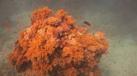 Clouds of anthias at the reef Stockbeeldmateriaal 22639374