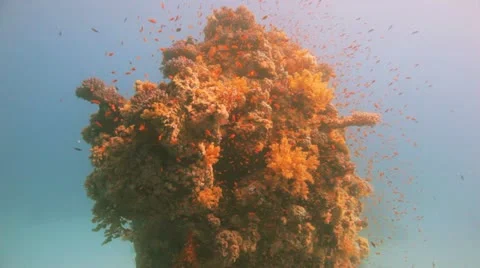 Clouds of anthias at the reef Stock Footage 22639380