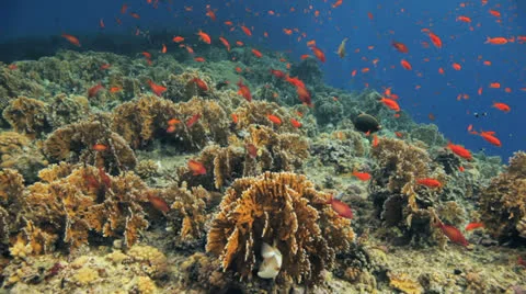 Clouds of anthias at the reef Stock Footage 22708210