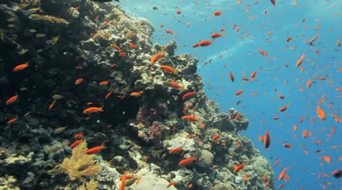 Clouds of anthias at the reef 動画素材 22708430
