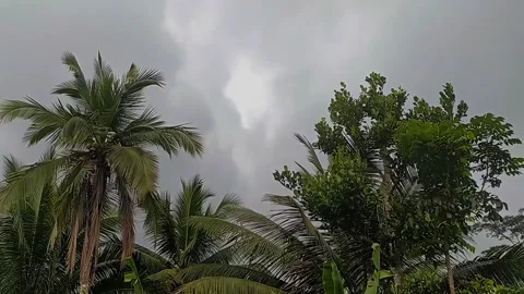 The clouds are cloudy and the leaves are blown by the wind Video stock 303556100