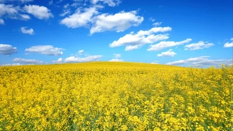 The clouds are floating on the ladder with their fields. TimeLapse Stock Footage 76260609