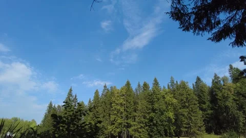 The clouds are floating. Timelaps in the forest 動画素材 159726238