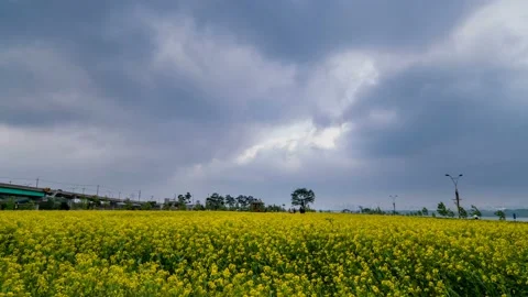 Clouds are flowing in Guri rape field. Stock Footage 145572014