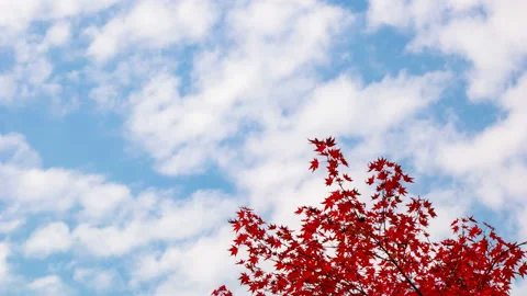 Clouds are flowing over pretty autumn maple trees in the fall. Time lapse. Stock Footage 145923593