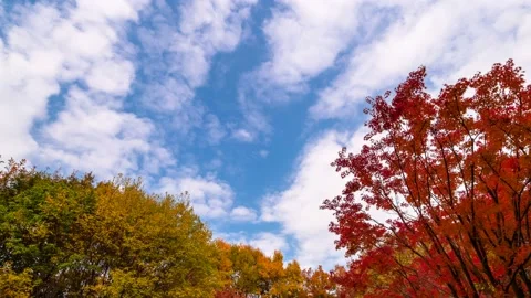 Clouds are flowing over pretty autumn maple trees in the fall. Time lapse. 스톡 동영상 145923605
