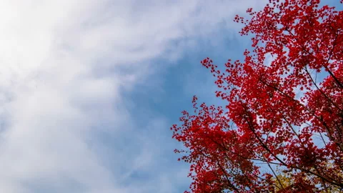 Clouds are flowing over pretty autumn maple trees in the fall. Time lapse. Stock Footage 145923631