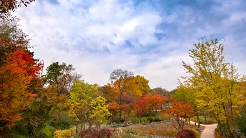 Clouds are flowing over pretty autumn maple trees in the fall. Time lapse. Stock Footage 145923648