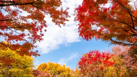 Clouds are flowing over pretty autumn maple trees in the fall. Time lapse. Stock Footage 145923787