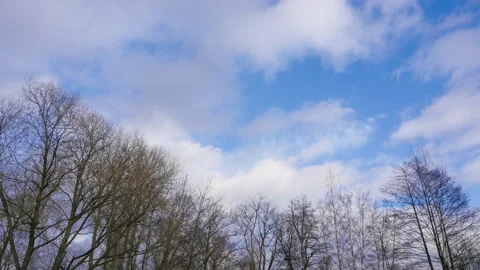Clouds are flying over the tops of the trees. Stock-Footage 172154741