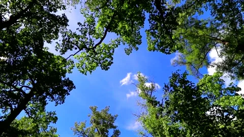 Clouds are moving across the blue sky . . Tree branches against the blue sky. Stock Footage 151718403