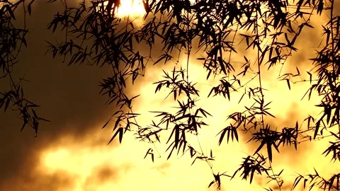 Clouds are moving with bamboo leaves, Chiangmai Thailand. Stock Footage 236531552