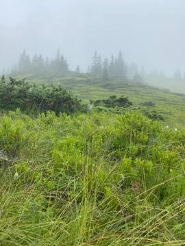 Clouds are rolling through after the rain in the Carpathian Mountains in Ukra Stock Photos