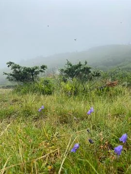 Clouds are rolling through after the rain in the Carpathian Mountains in Ukra Stock Photos