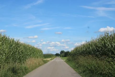 Clouds in the background in between cornfield. Stock Photos