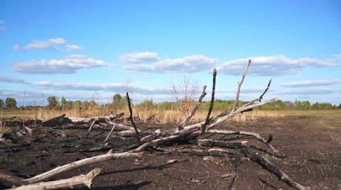 Clouds on a background of burnt wood. Timelapse 動画素材 54593882