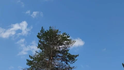 Clouds on the background of swaying tall pine. Stock Footage 162609074
