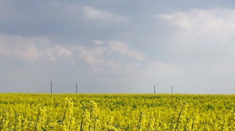 Clouds on a background of yellow field. Wildflowers in the foreground. 動画素材 37669784