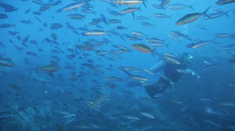 Clouds of bait fish on the ship wreck Видео 22732165