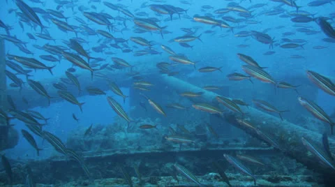 Clouds of bait fish on the ship wreck Stock Footage 22732205