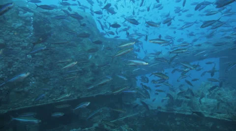 Clouds of bait fish on the ship wreck Stock Footage 22732288