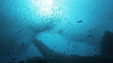 Clouds of bait fish on the ship wreck Stock Footage 22732354