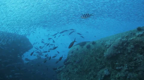 Clouds of bait fish on the ship wreck Stock Footage 22732409