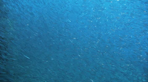 Clouds of bait fish on the ship wreck Stock Footage 22732477