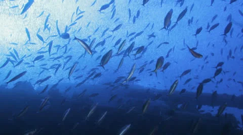 Clouds of baitfish gathered  in the blue 库存影片 22731984
