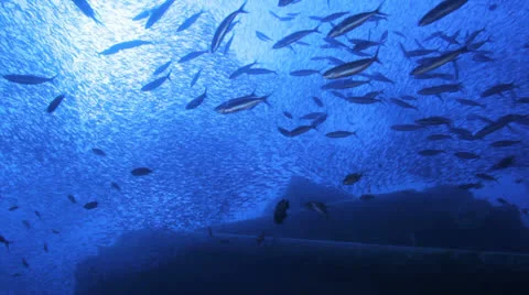 Clouds of baitfish gathered  in the blue Stockbeeldmateriaal 22732038