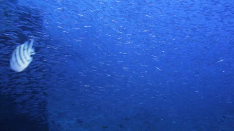 Clouds of baitfish gathered  in the blue Stock Footage 22732080