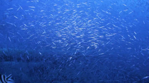 Clouds of baitfish gathered  in the blue 動画素材 22732127