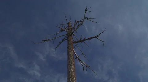 Clouds behind a barren tree 库存影片 4906771