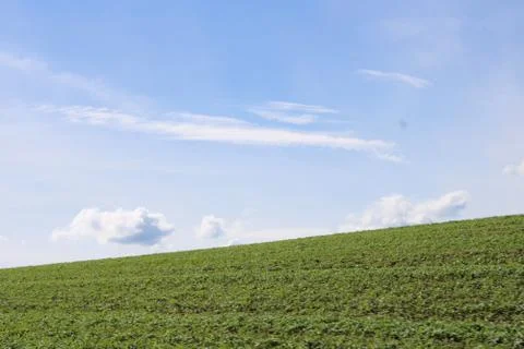 Clouds behind a cornfield Stock Photos