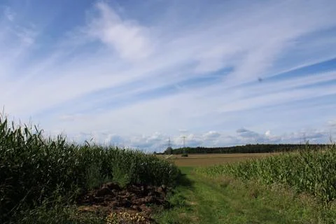 Clouds behind a cornfield Stock Photos