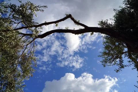 Clouds Behind Olive Tree Stock Photos