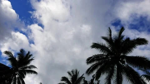 Clouds Behind Palm Trees  (Time Lapse) Stock Footage 58742275