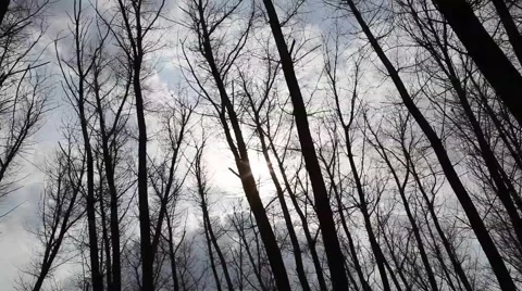 Clouds behind the trees Video stock 3887247