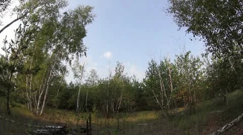 Clouds behind the trees in the forest Stock Footage 12093506