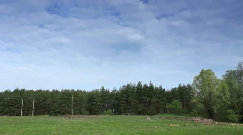 Clouds behind the trees in the forest. Full HD Stock Footage 40117355