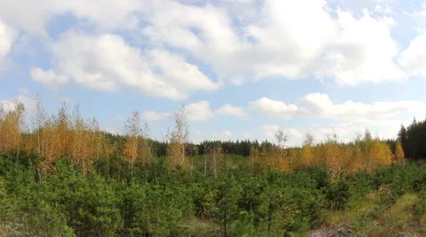Clouds behind the trees in the forest. Full HD Stock Footage 49737443